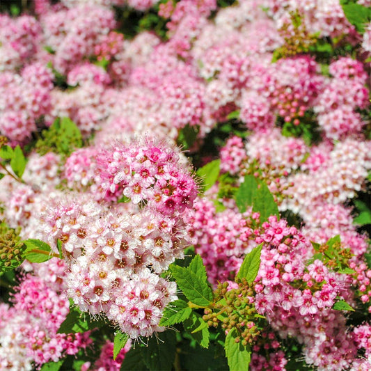 Spiraea japonica 'Shirobana'