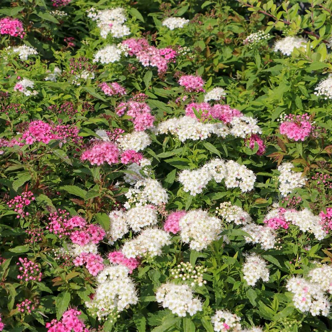 Spiraea japonica 'Shirobana'