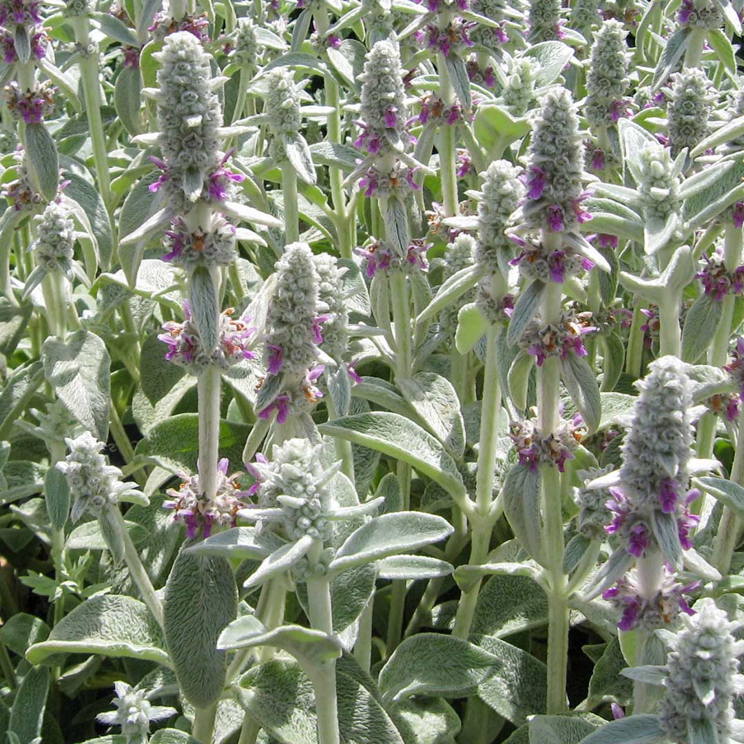 Stachys byzantina 'Silver Carpet'