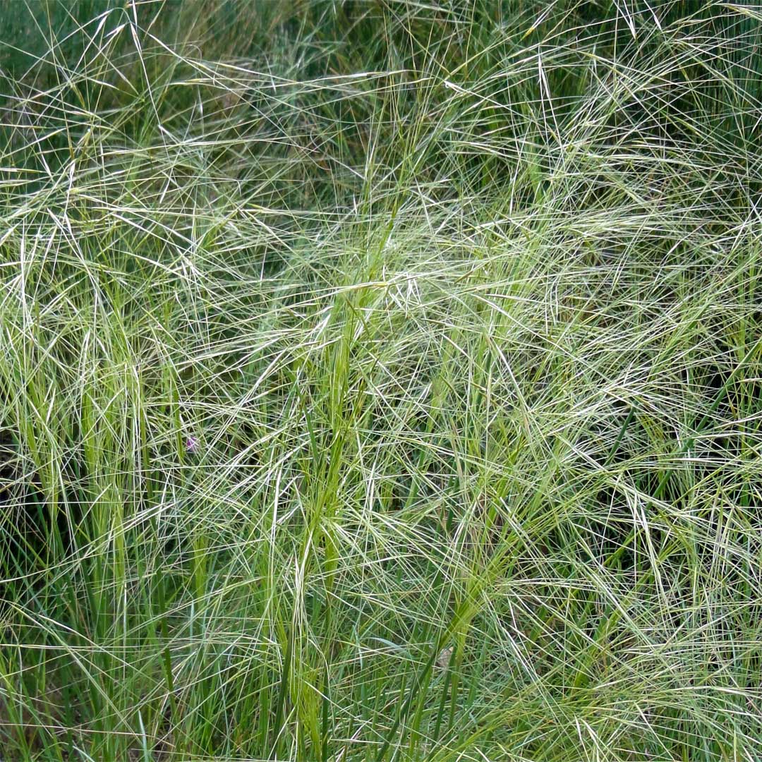 Stipa capillata