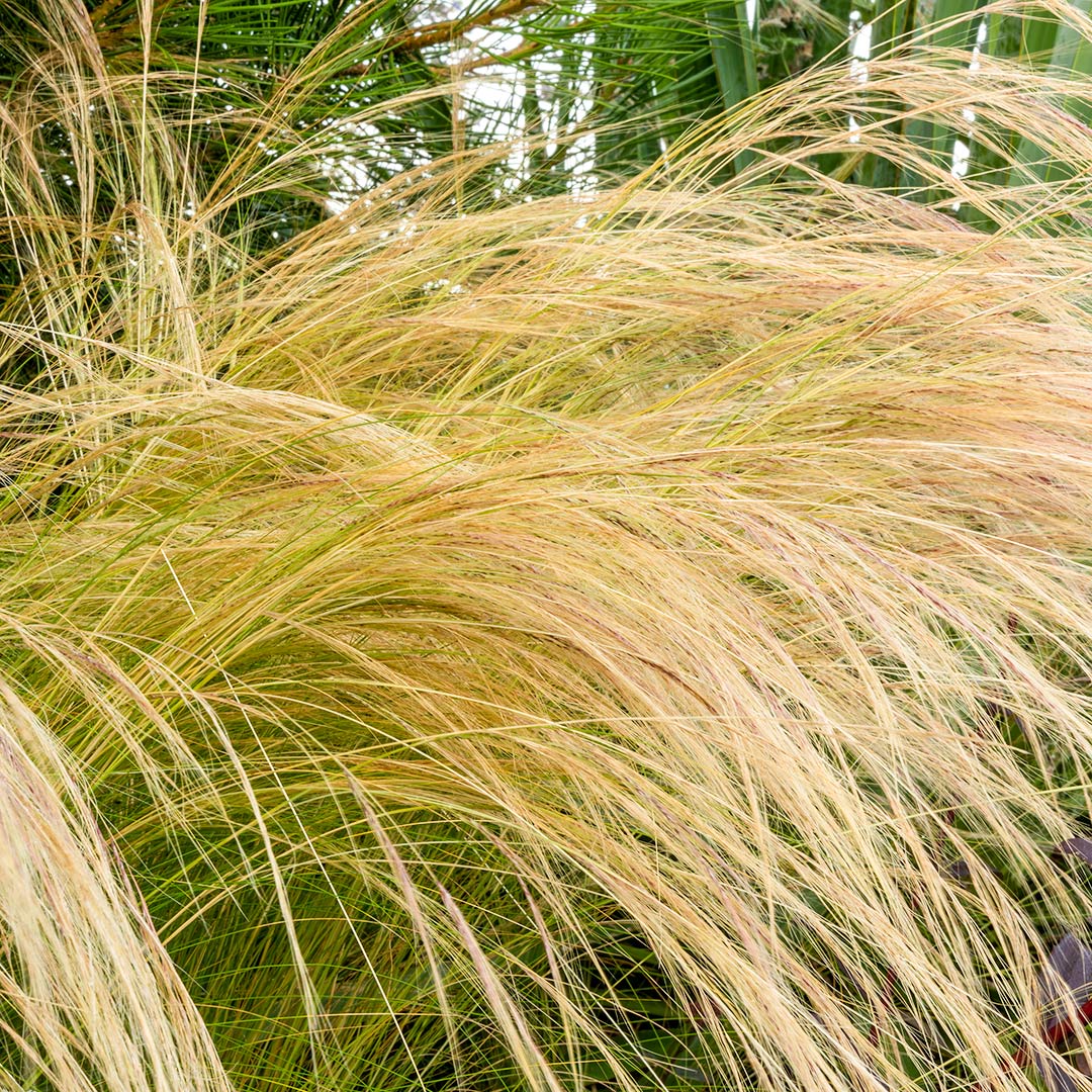 Stipa tenuissima close up