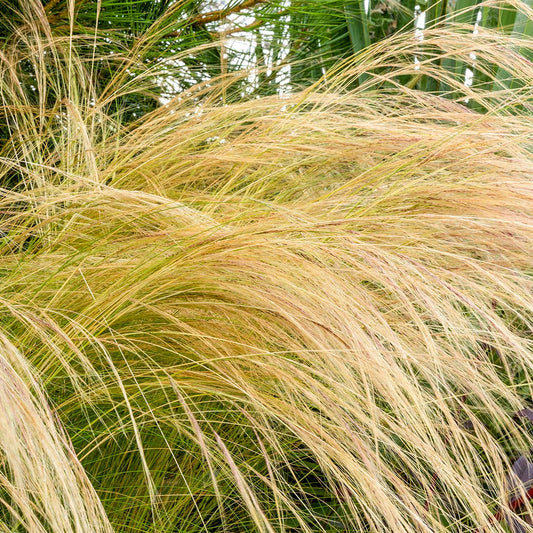 Stipa tenuissima close up