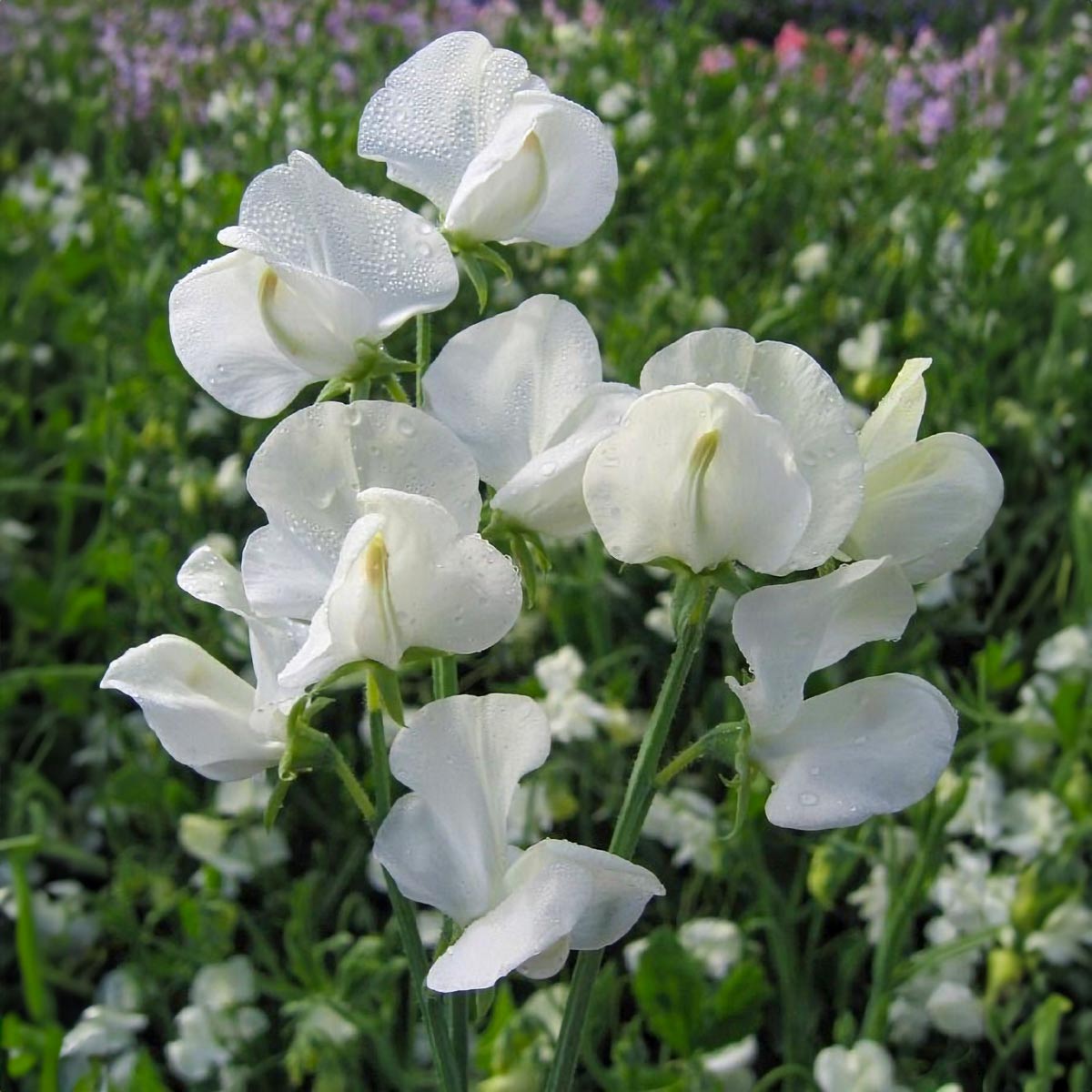 Sweet Pea 'Dorothy Eckford' seeds
