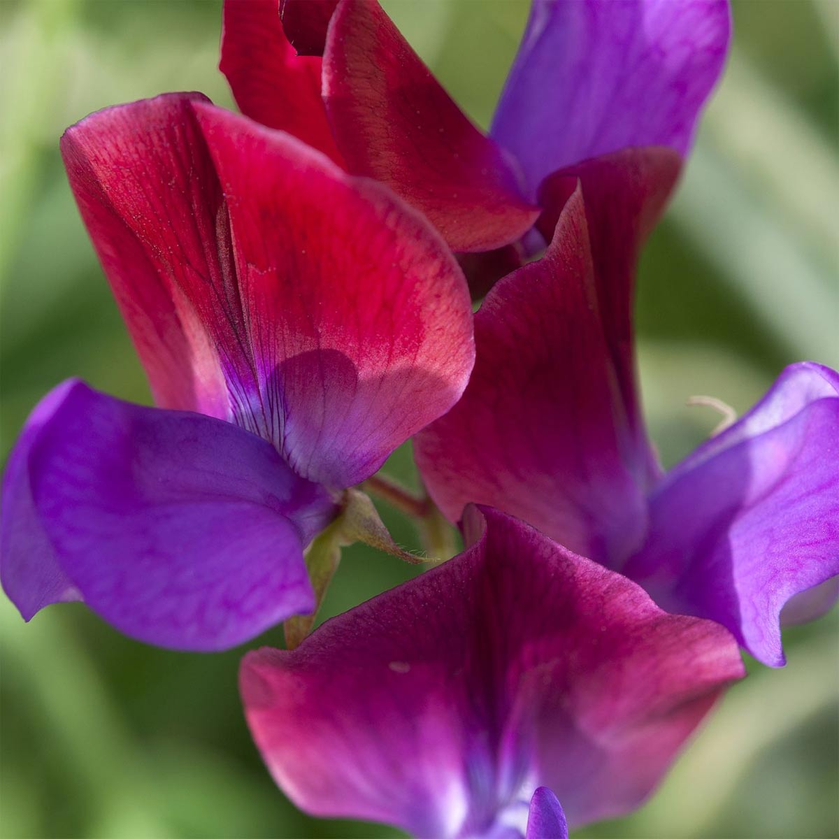 Sweet Pea 'Cupani' seeds