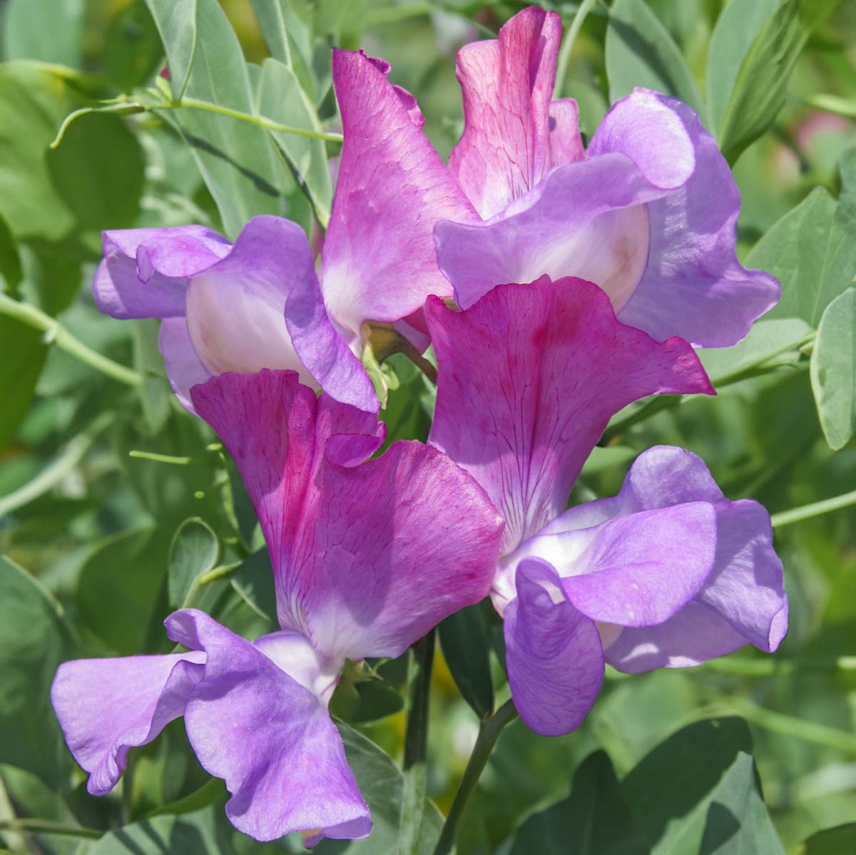 Sweet Pea Seeds (Lathyrus odoratus)