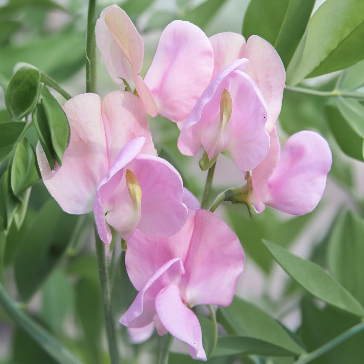 Sweet Pea Seeds (Lathyrus odoratus)