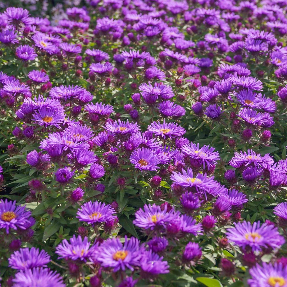 Aster: Symphyotrichum novae-angliae 'Purple Dome'