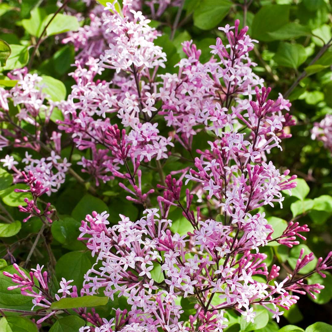 Syringa 'Red Pixie'