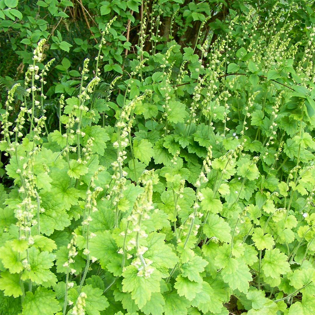Tellima grandiflora 'Forest Frost'