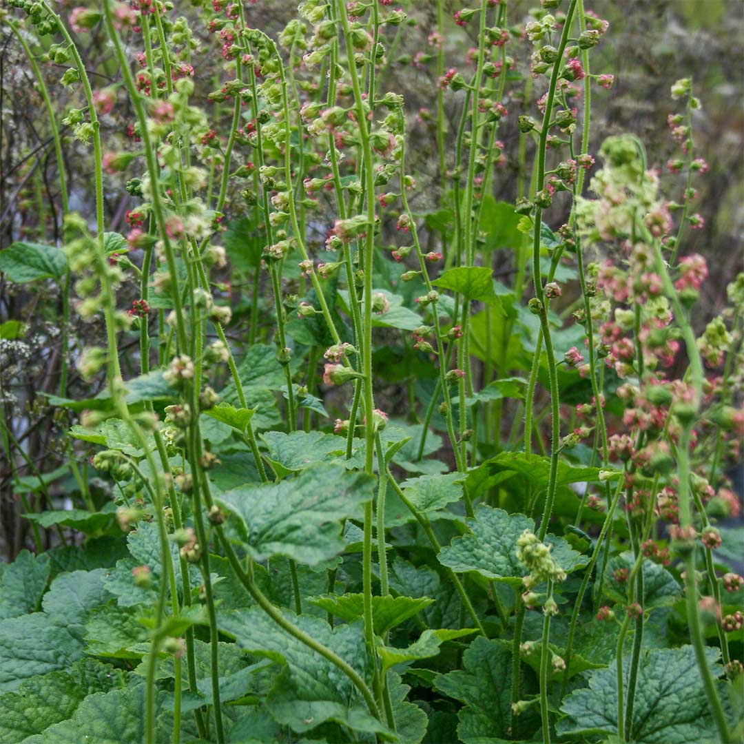 Tellima grandiflora 'Rubra Group'