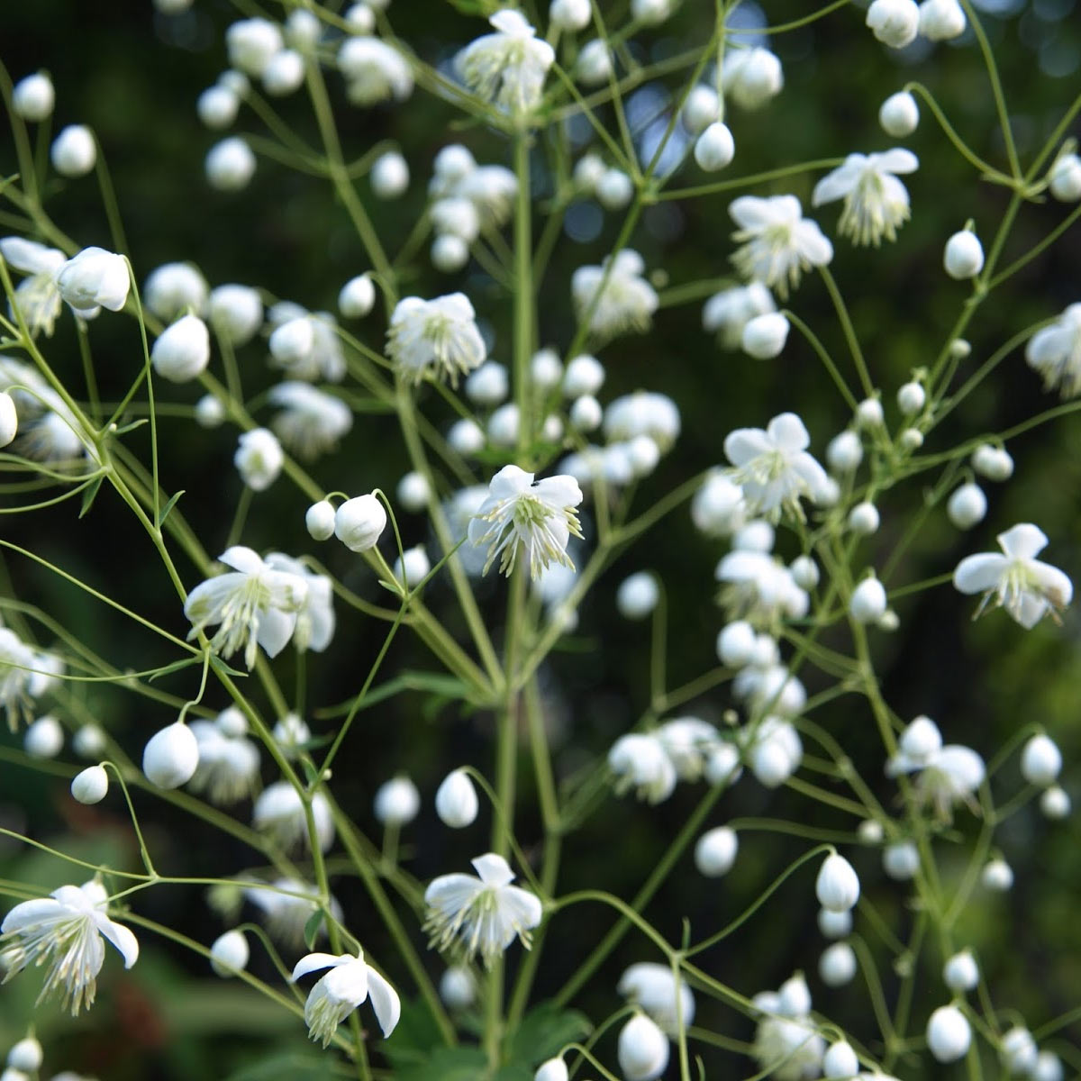 Thalictrum delavayi 'Album'