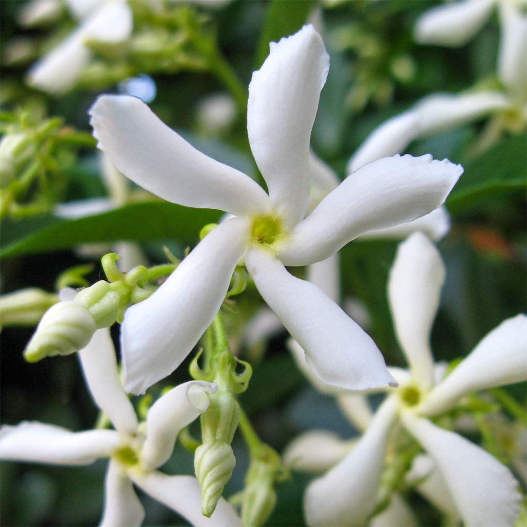 Trachelospermum jasminoides