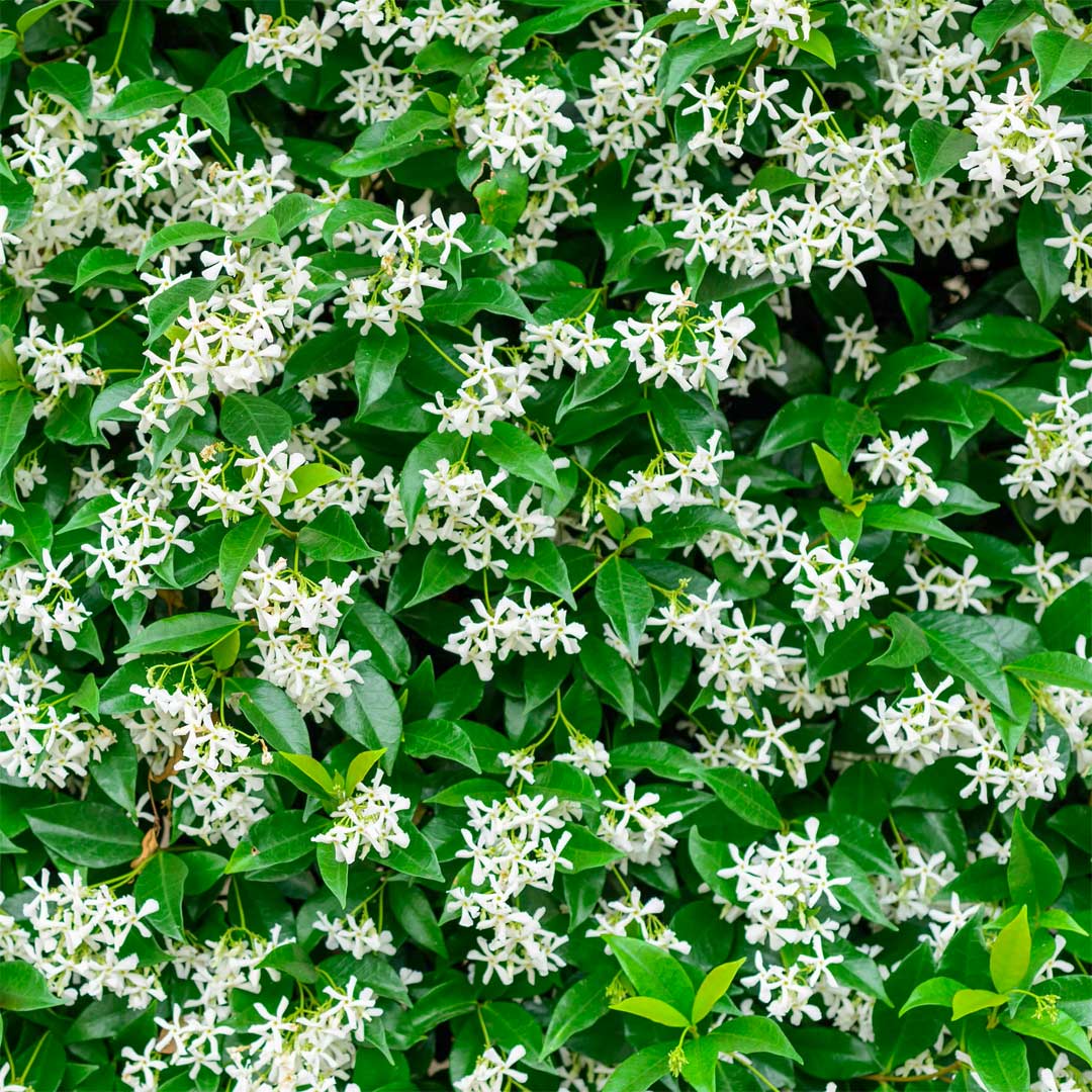 Trachelospermum jasminoides