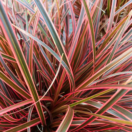 Uncinia rubra 'Everflame'