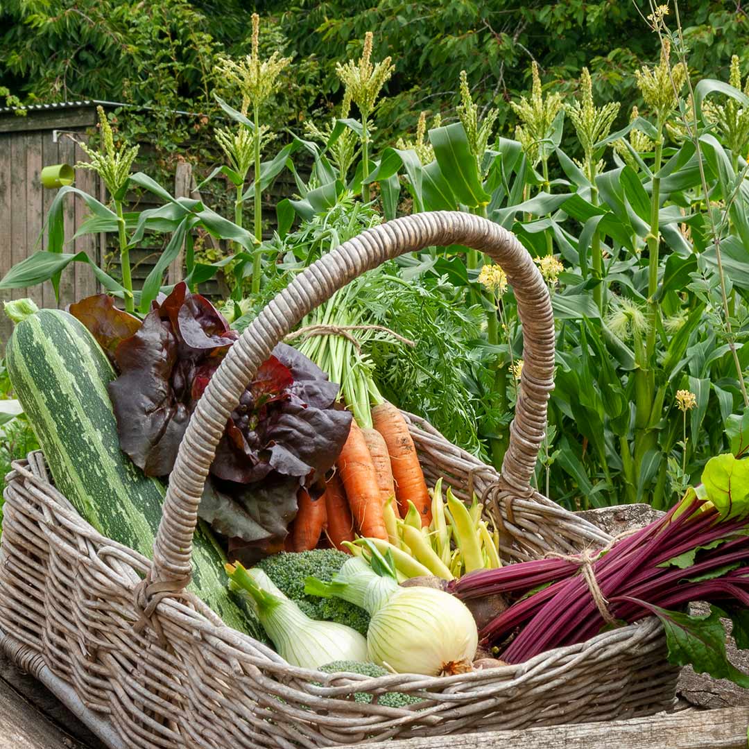 Vegetables All the Year Round. 18th May:10am-4pm.