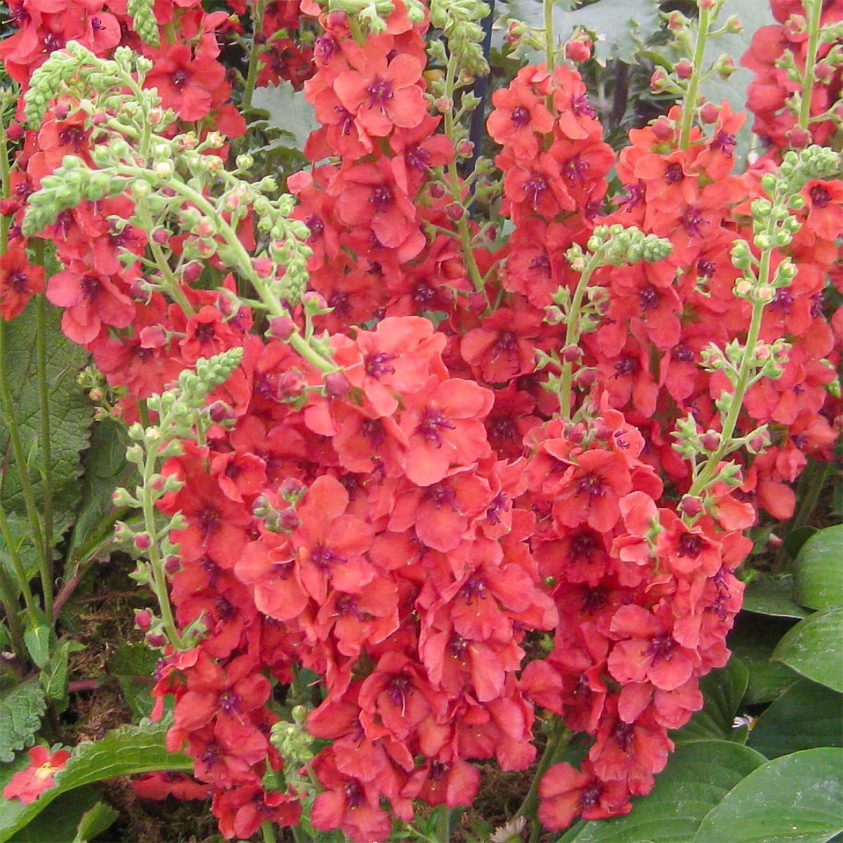 Verbascum 'Firedance'