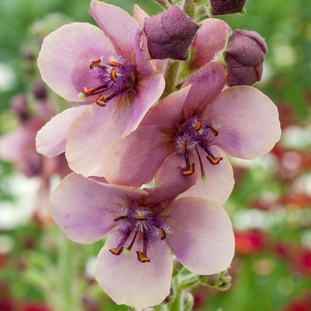 Verbascum 'Merlin'