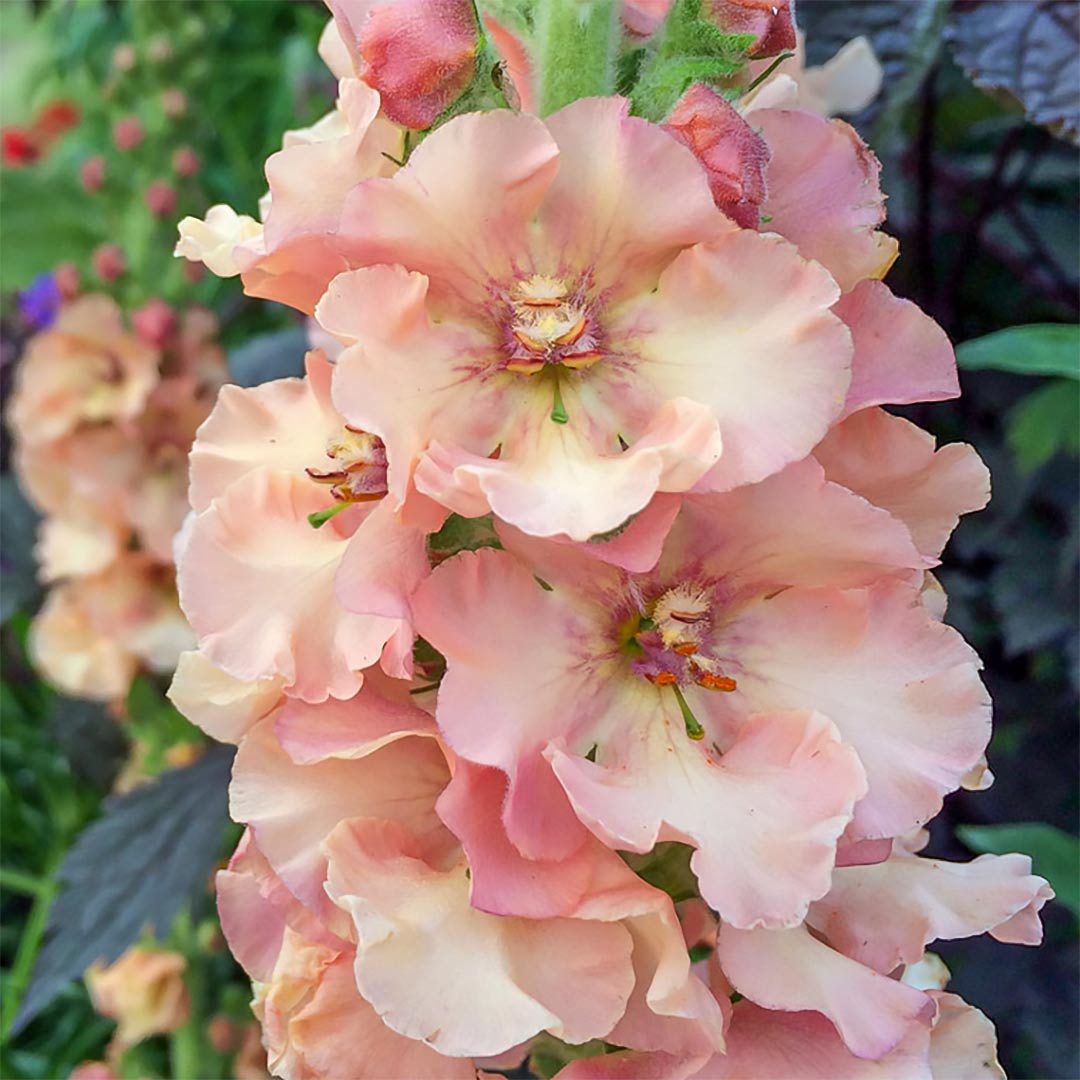 Verbascum 'Pink Petticoats'