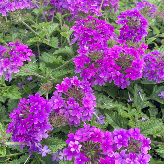 Verbena 'Homestead Purple' (Glandularia)