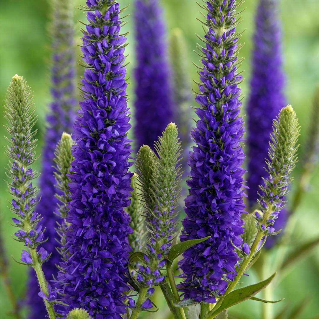 Veronica 'Ulster Dwarf Blue'