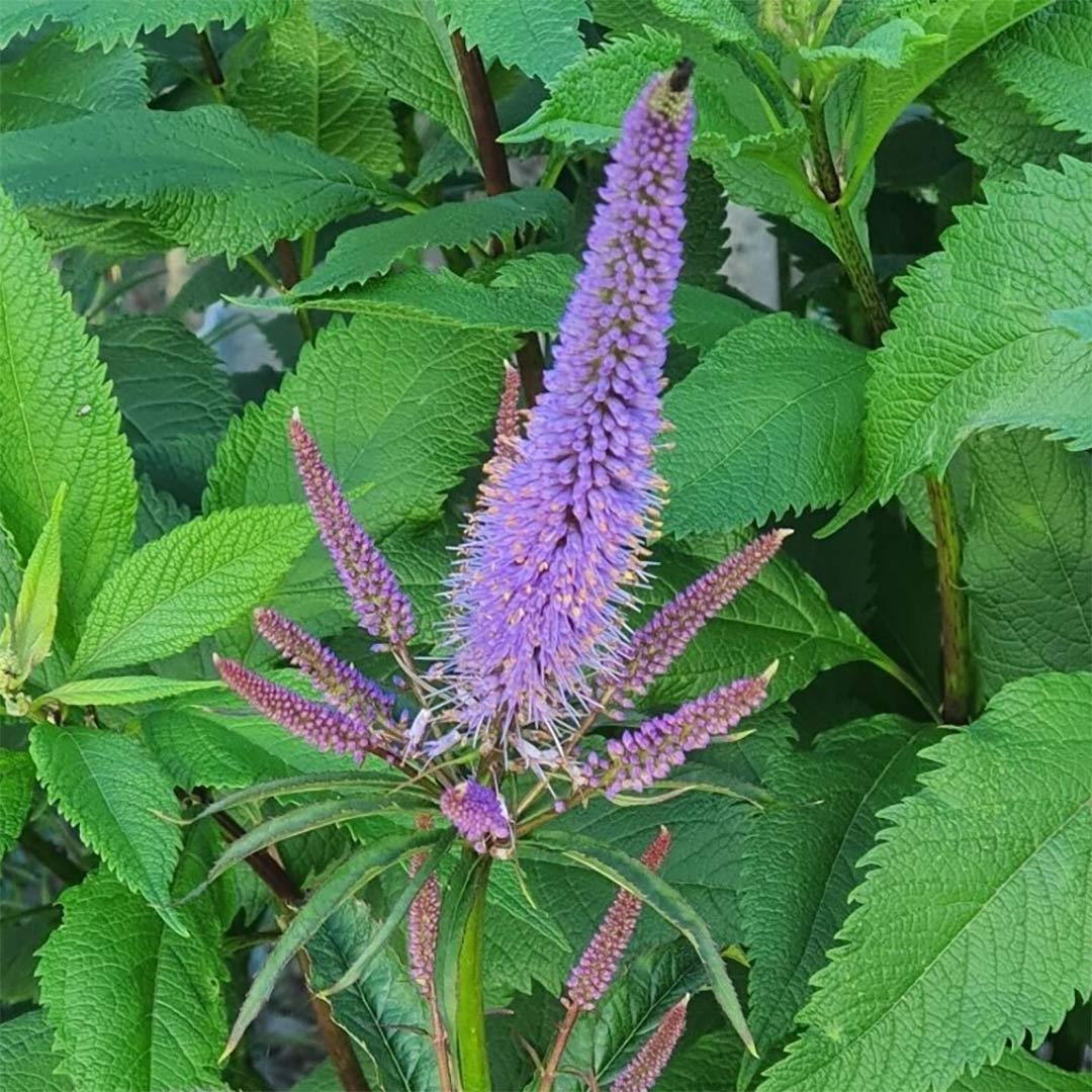 Veronicastrum virginicum 'Cupid'