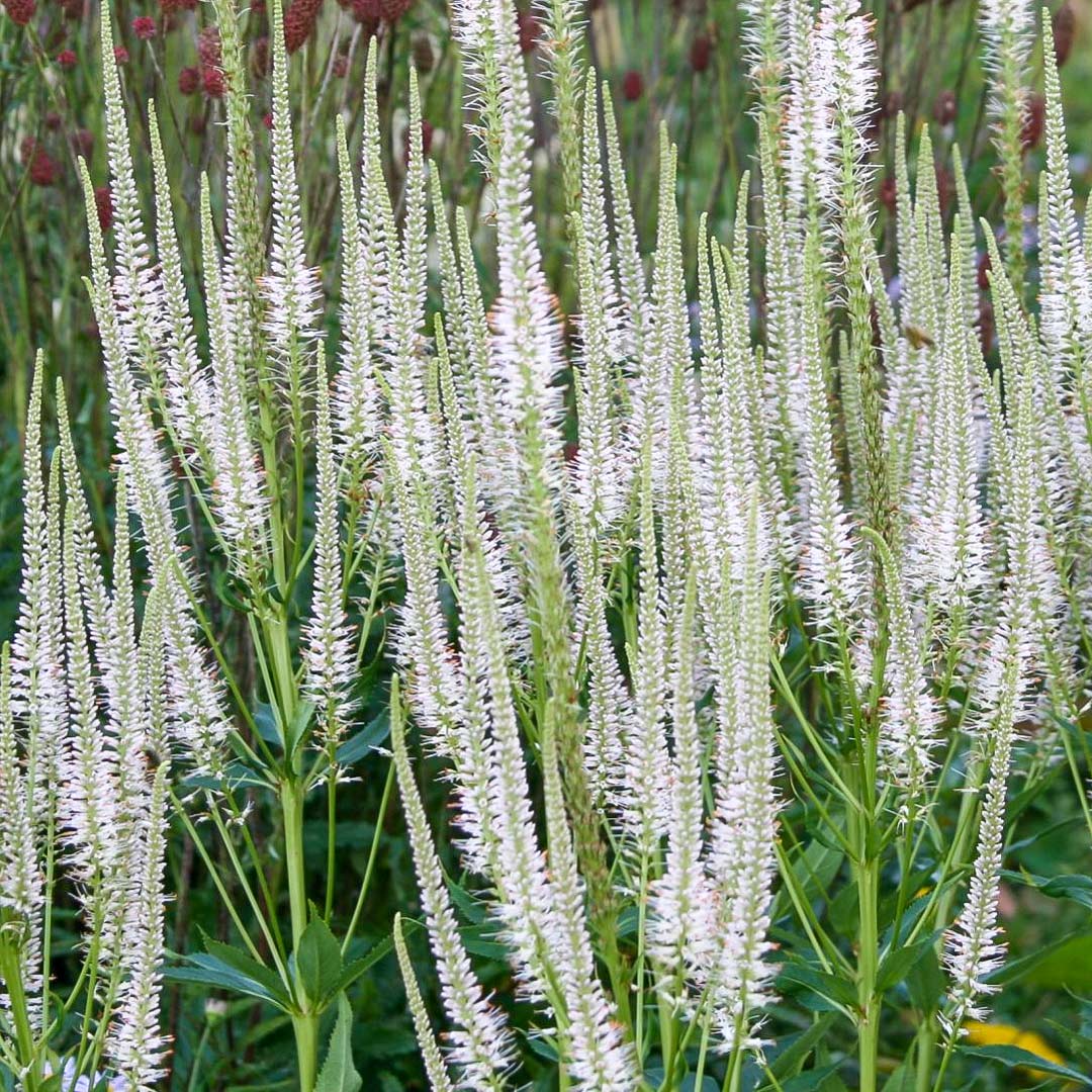 Veronicastrum virginicum 'Diane'
