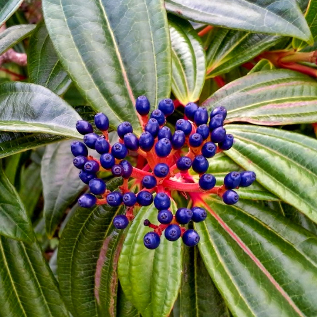 Viburnum davidii