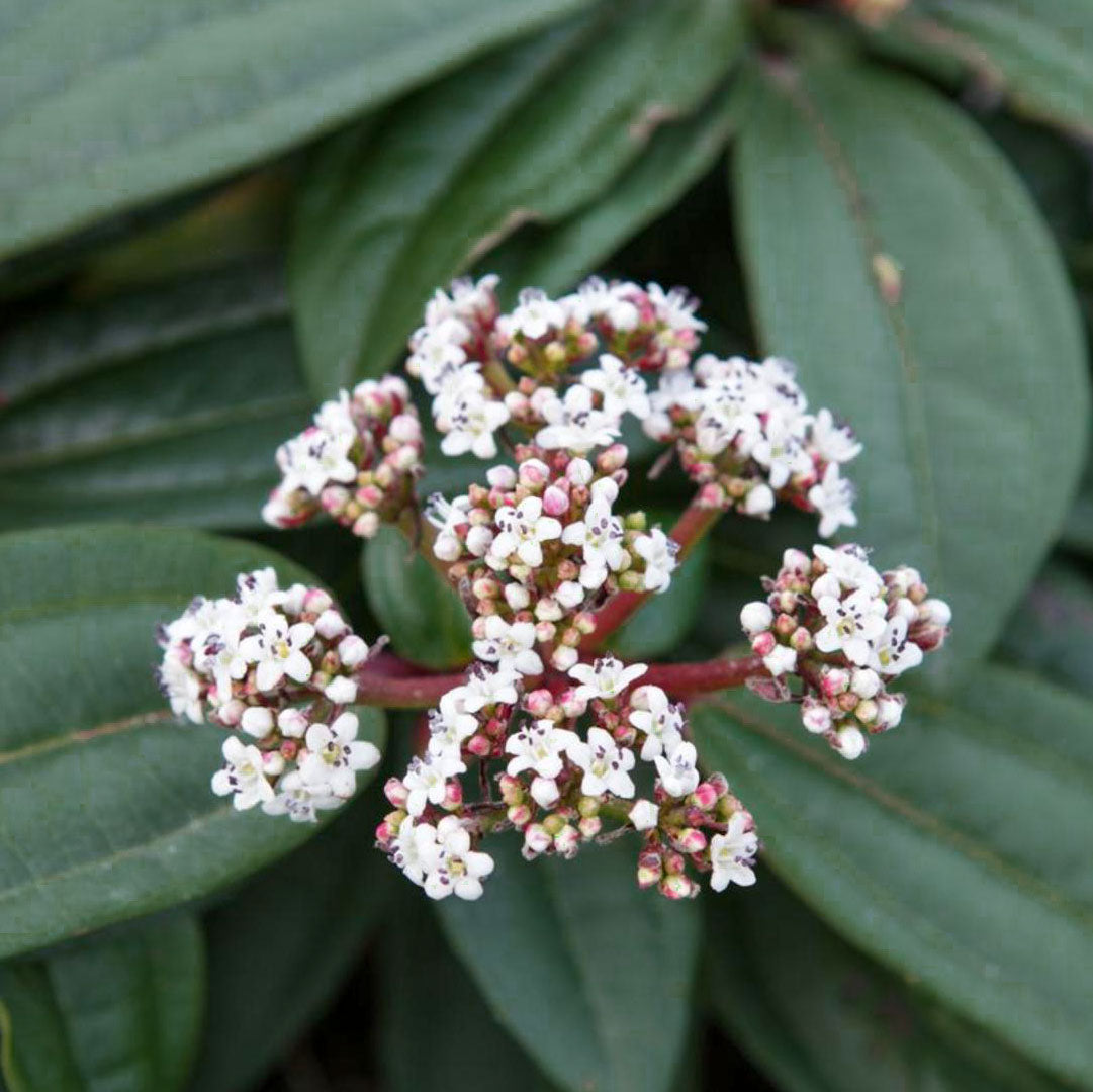 Viburnum davidii