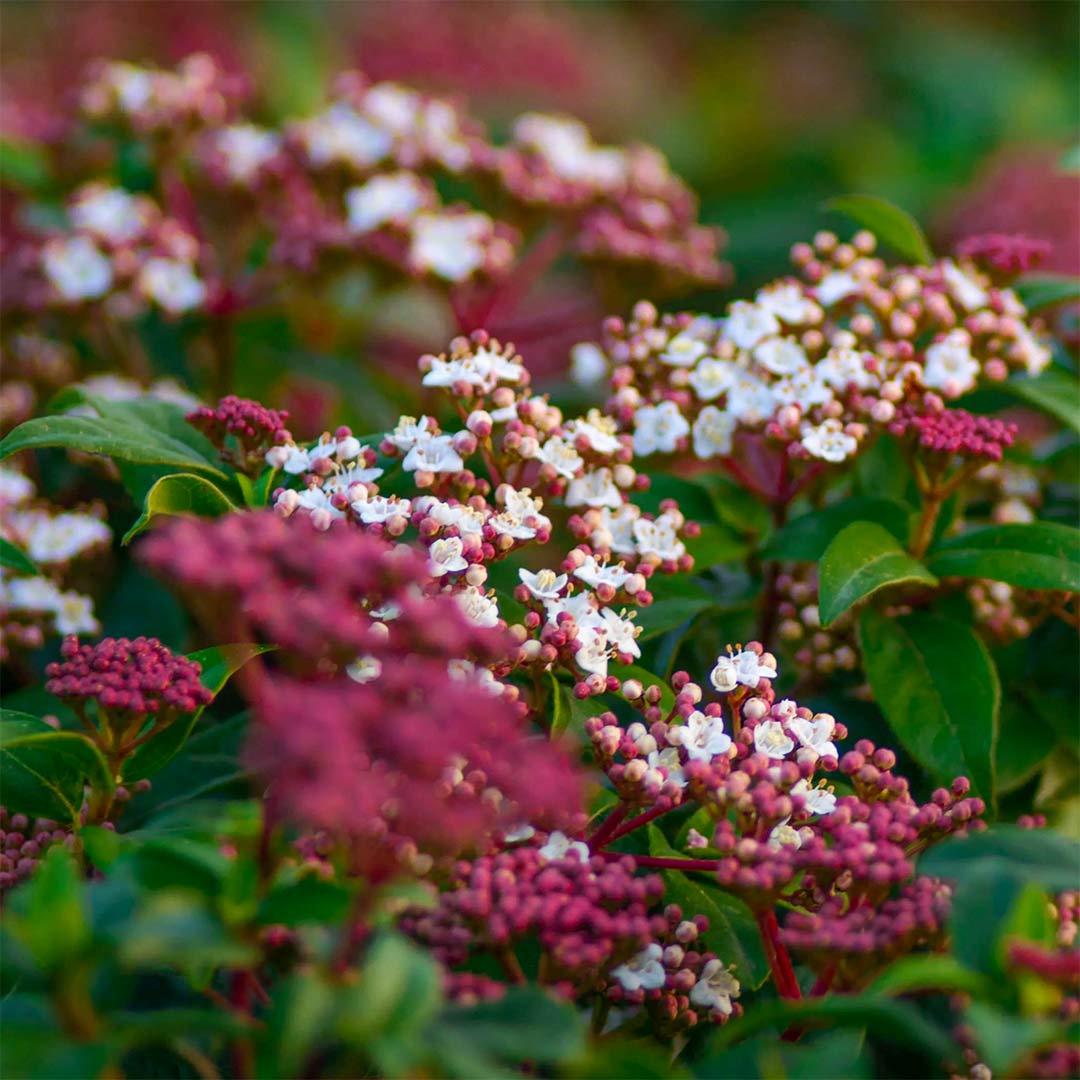Viburnum tinus 'Eve Price'