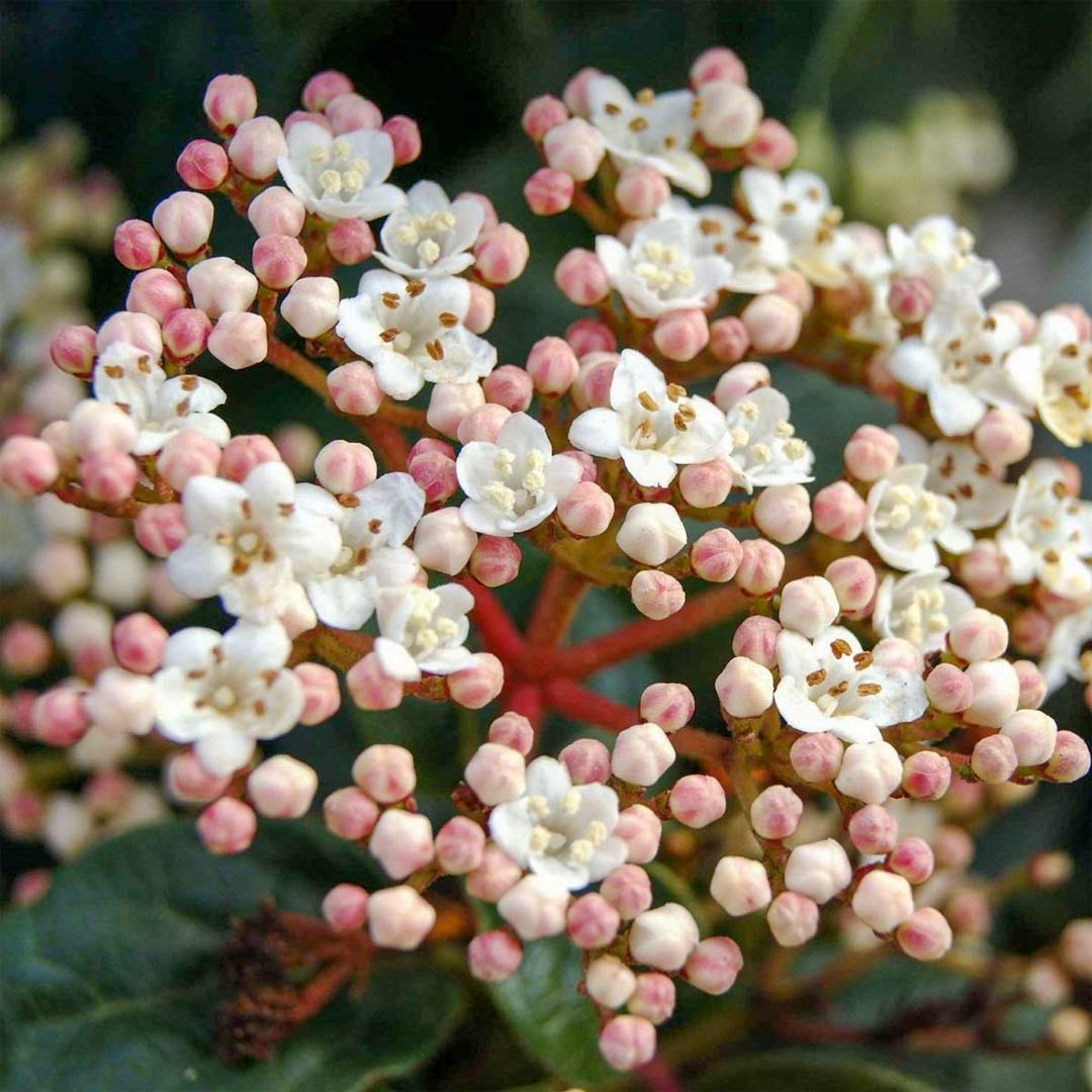 Viburnum tinus 'Eve Price'