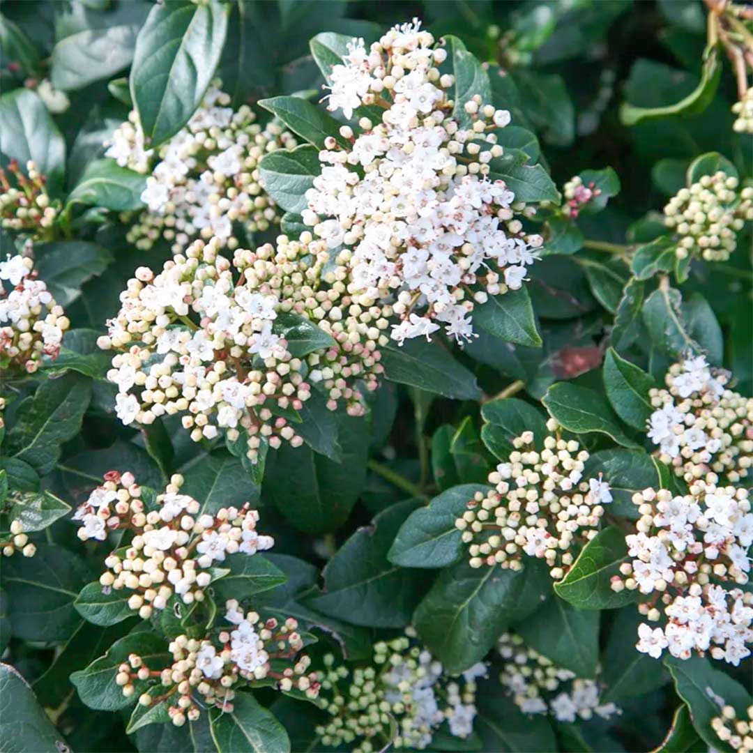 Viburnum tinus 'French White'