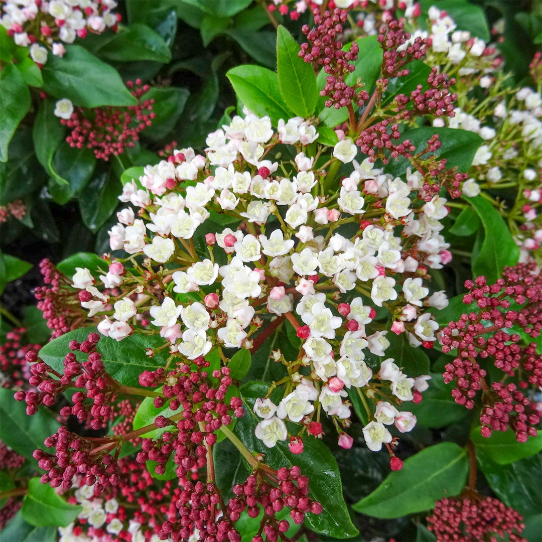 Viburnum tinus 'Gwenllian'
