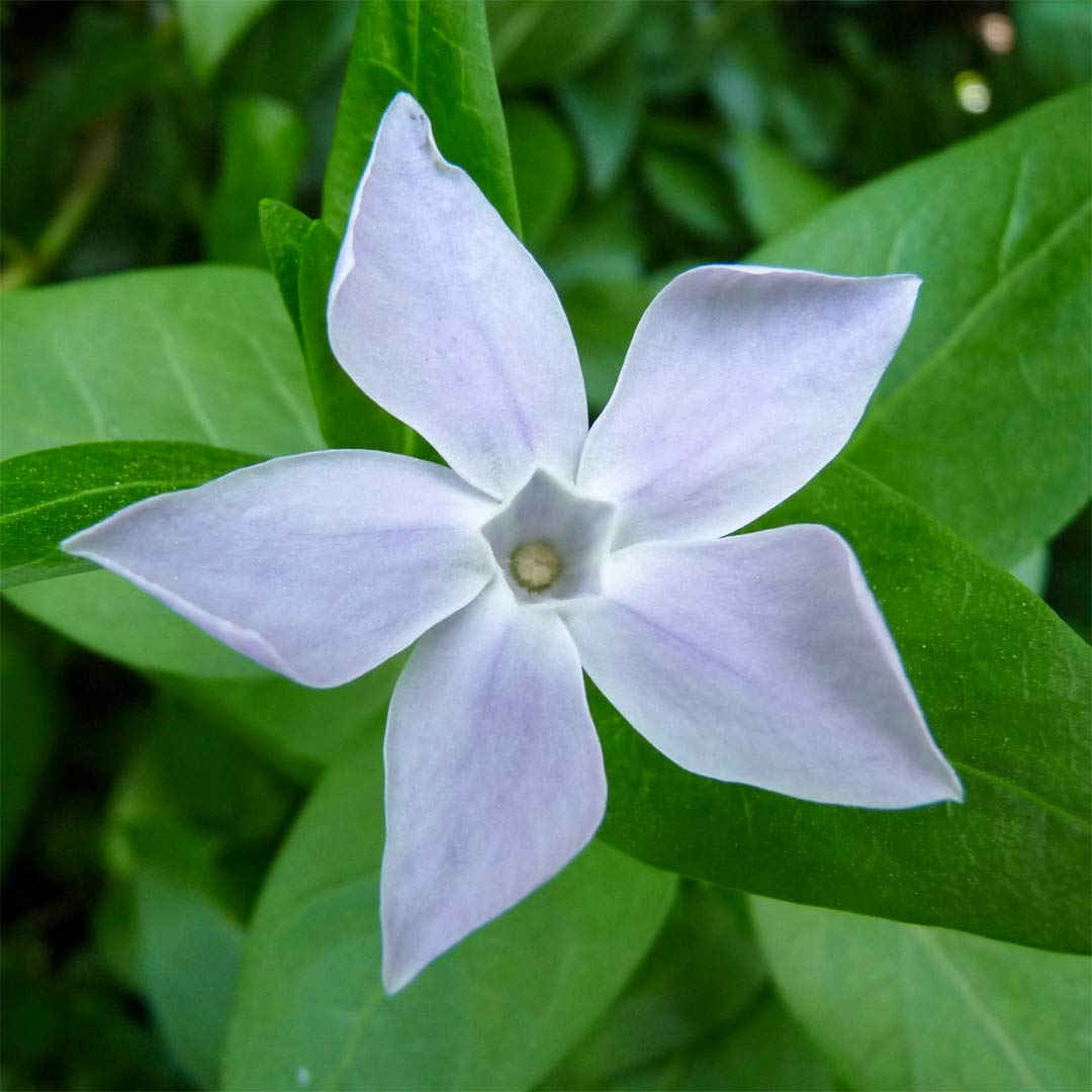 Vinca difformis 'Sardoa'