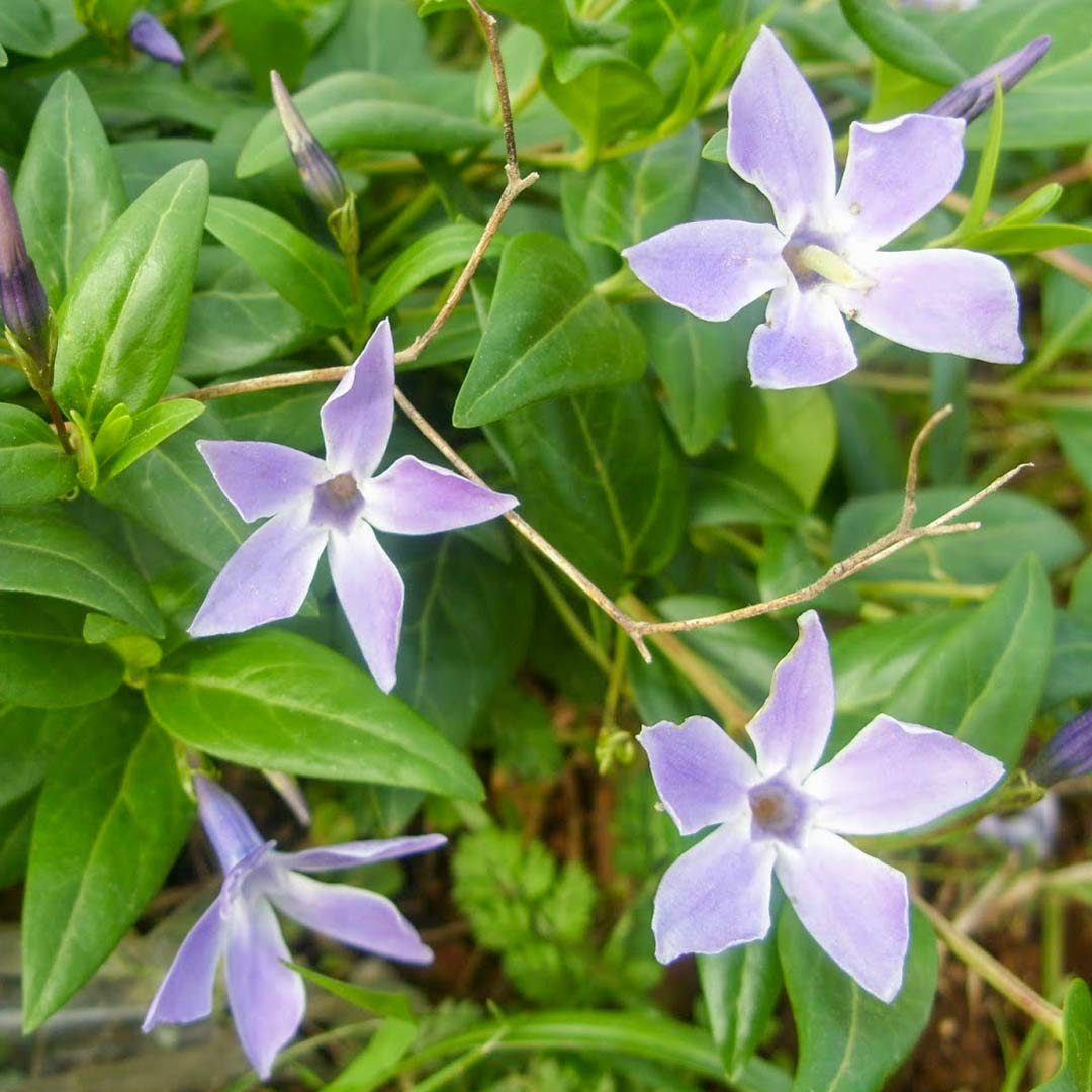 Vinca difformis 'Sardoa'
