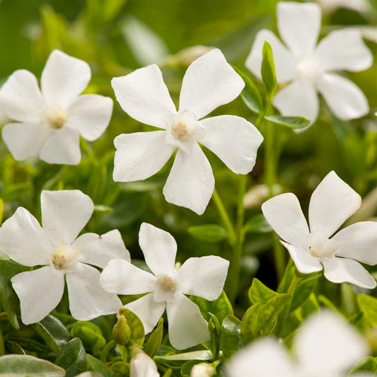 Vinca minor f. alba 'Gertrude Jekyll'