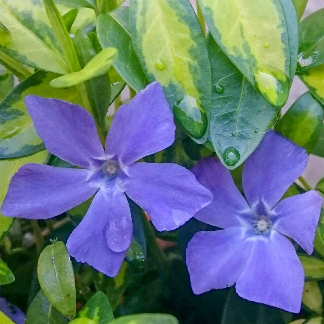 Vinca minor 'Ralph Shugert'