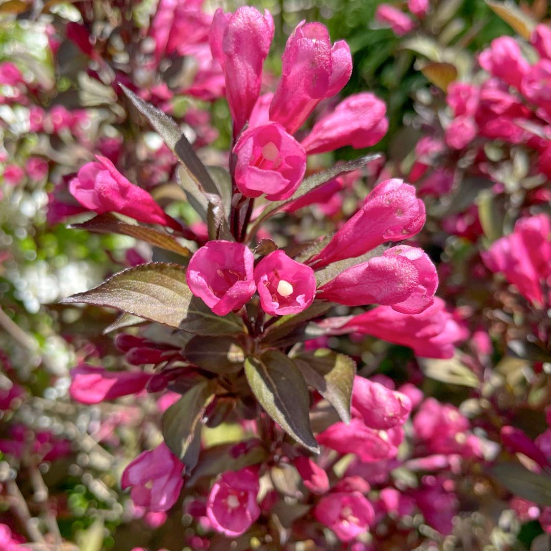 Weigela florida 'Wine and Roses'