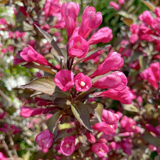 Weigela florida 'Wine and Roses'