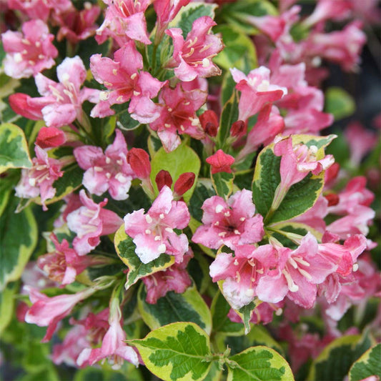 Weigela 'Kosteriana Variegata'