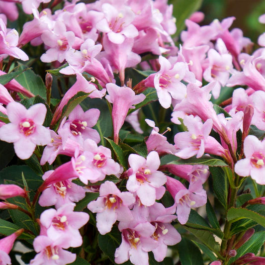Weigela 'Pink Poppet'