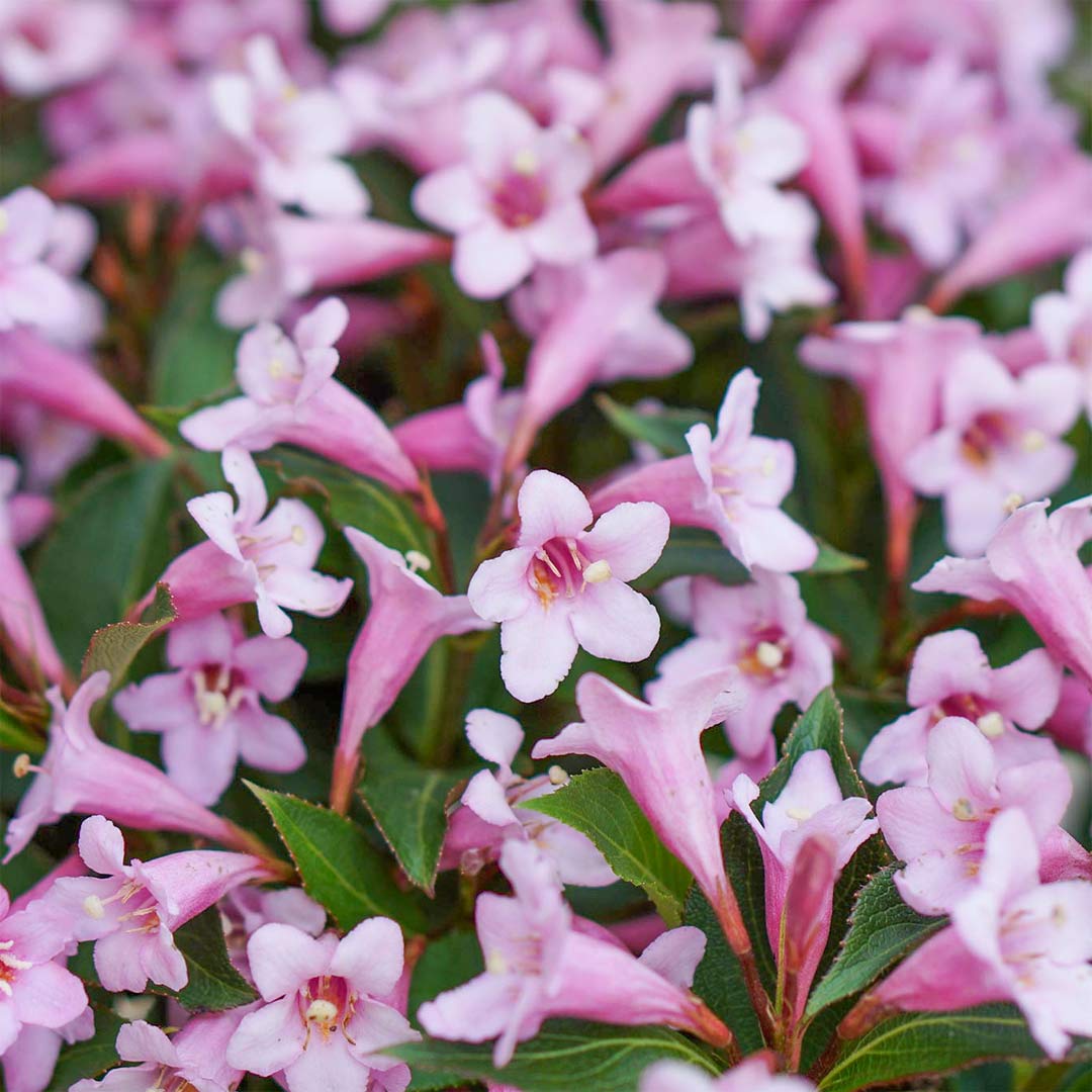 Weigela 'Pink Poppet'