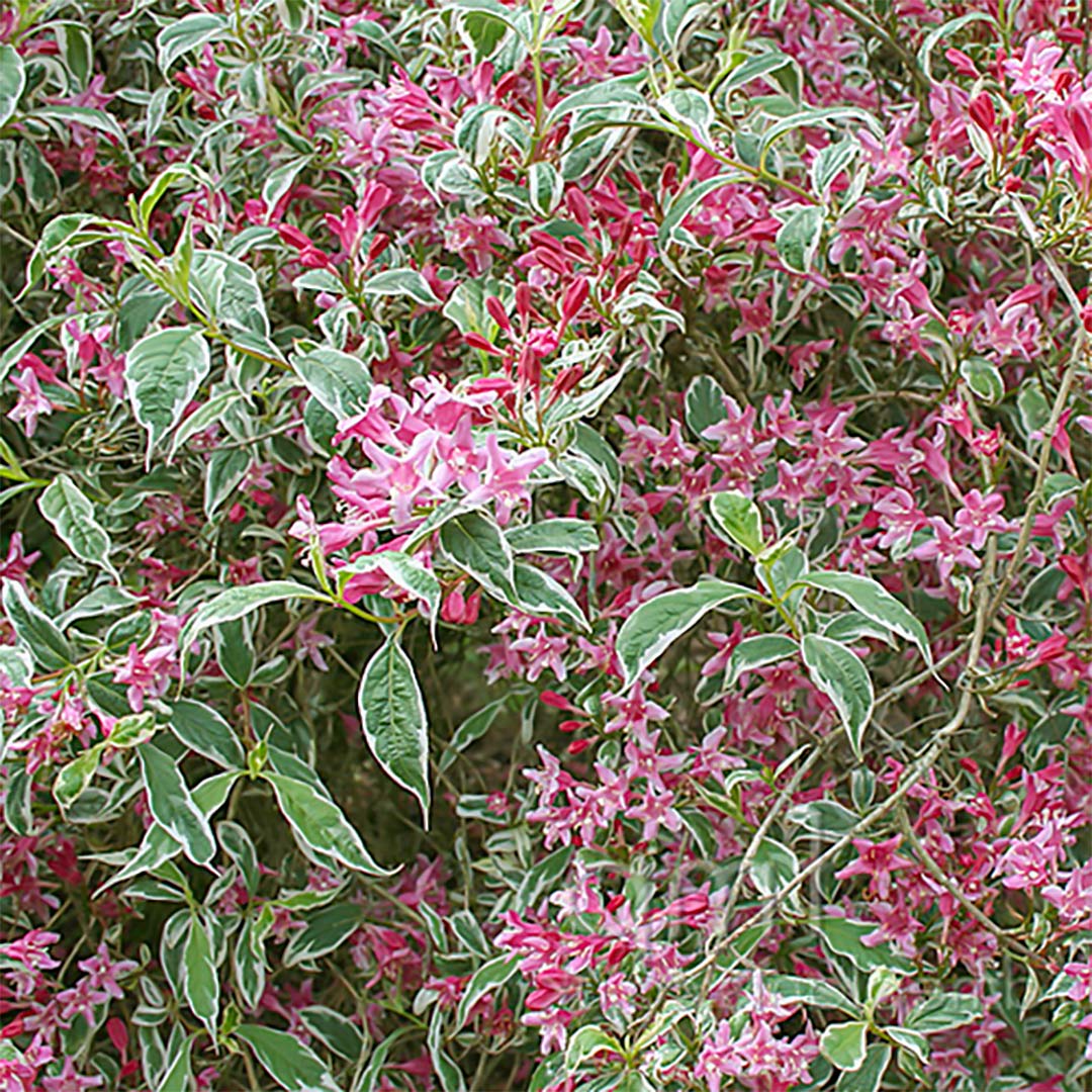 Weigela praecox 'Variegata'