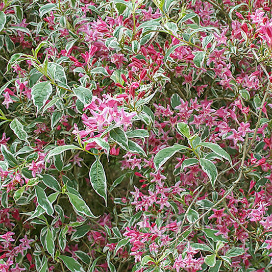 Weigela praecox 'Variegata'