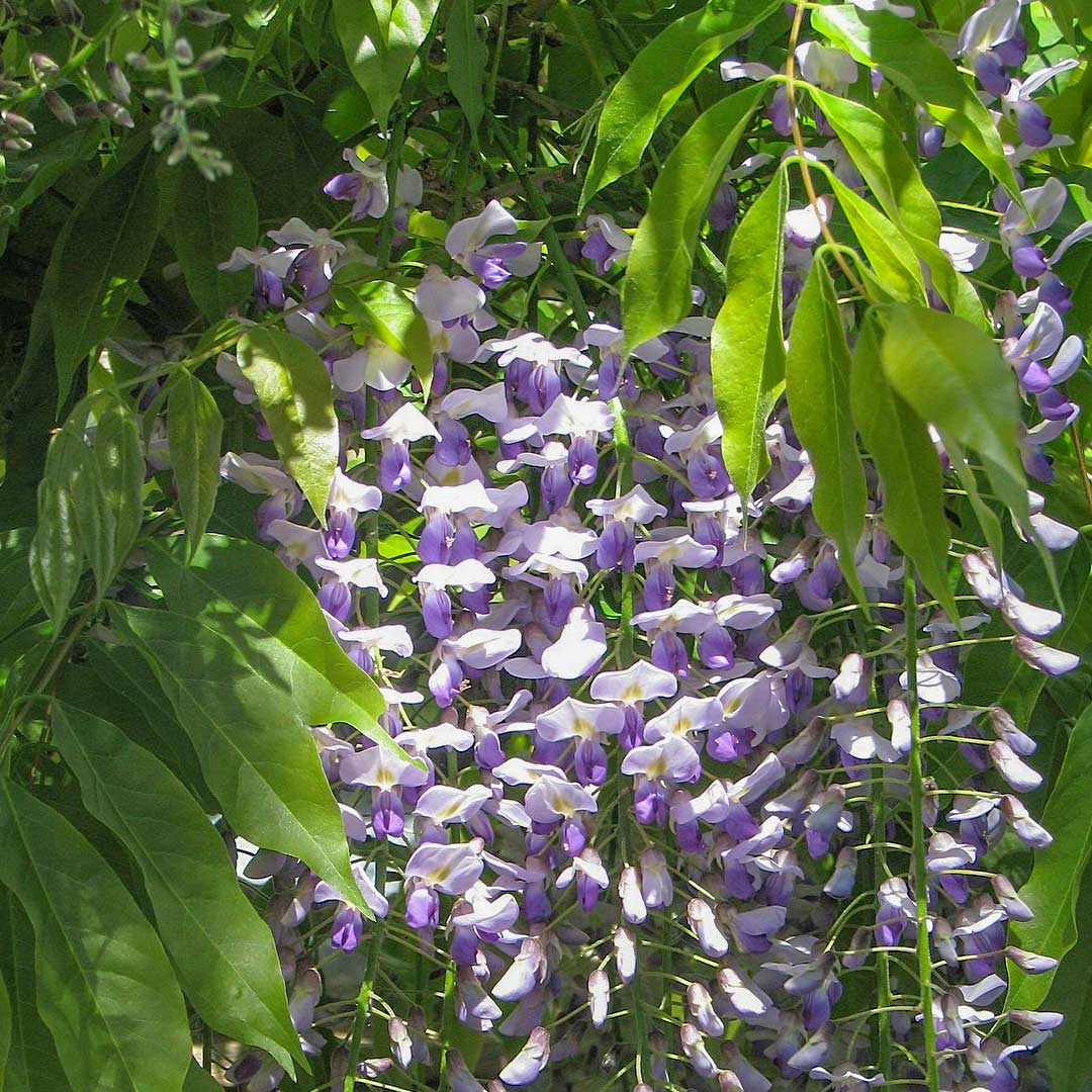 Wisteria floribunda 'Multijuga'