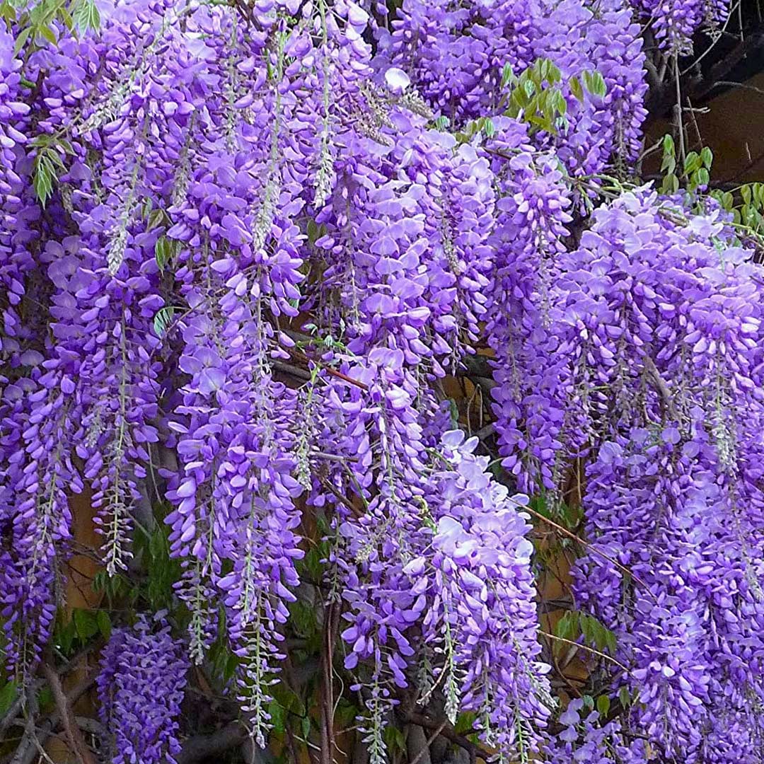 Wisteria floribunda 'Royal Purple' – Barnsdale Gardens