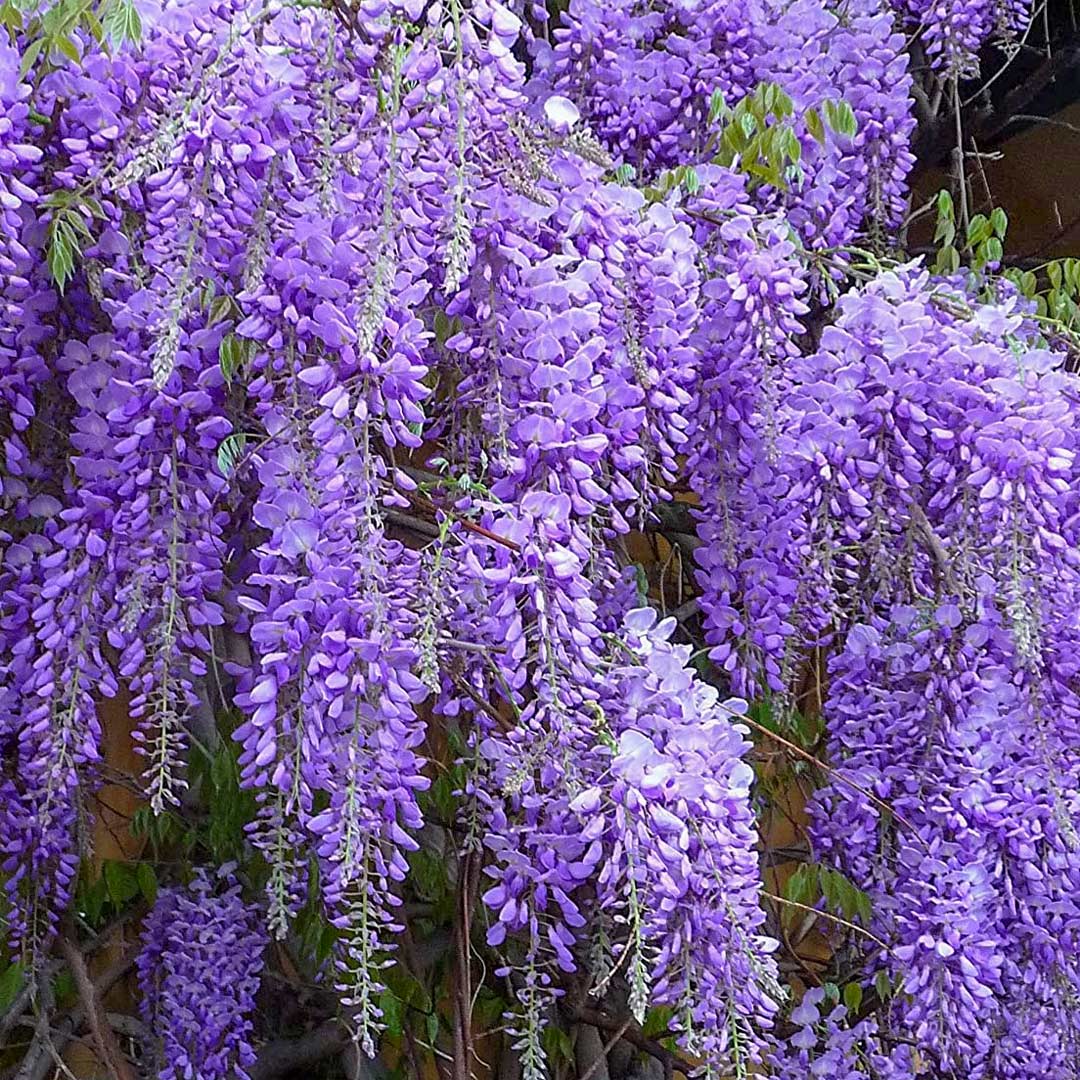 Wisteria floribunda 'Royal Purple'