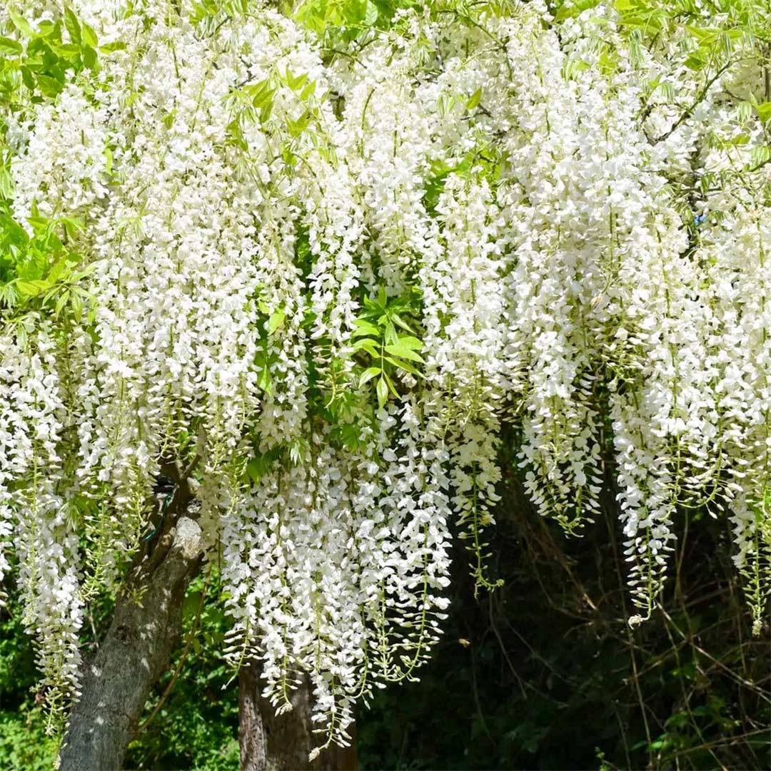 Wisteria floribunda 'Snow Showers'