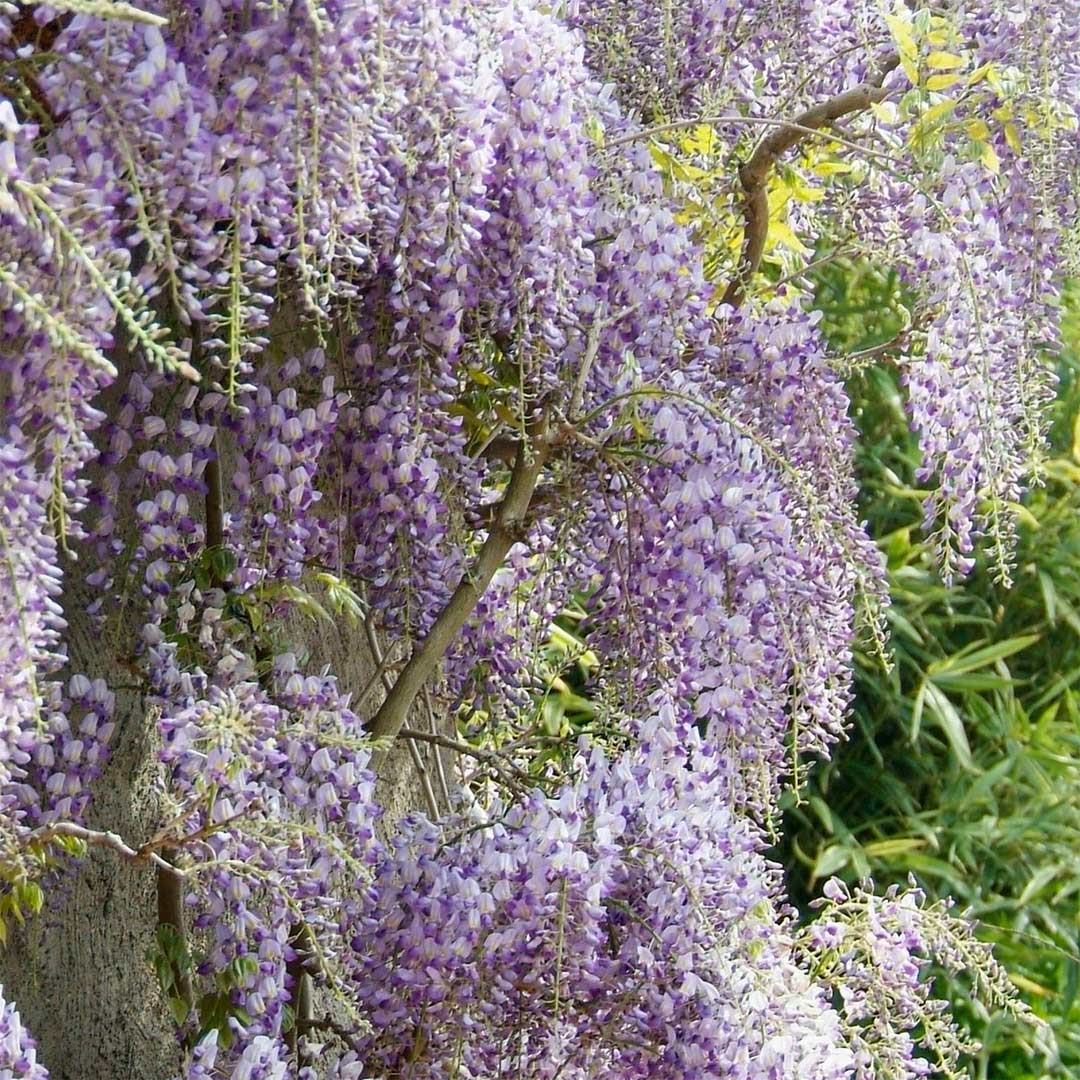 Wisteria formosa 'Issai'
