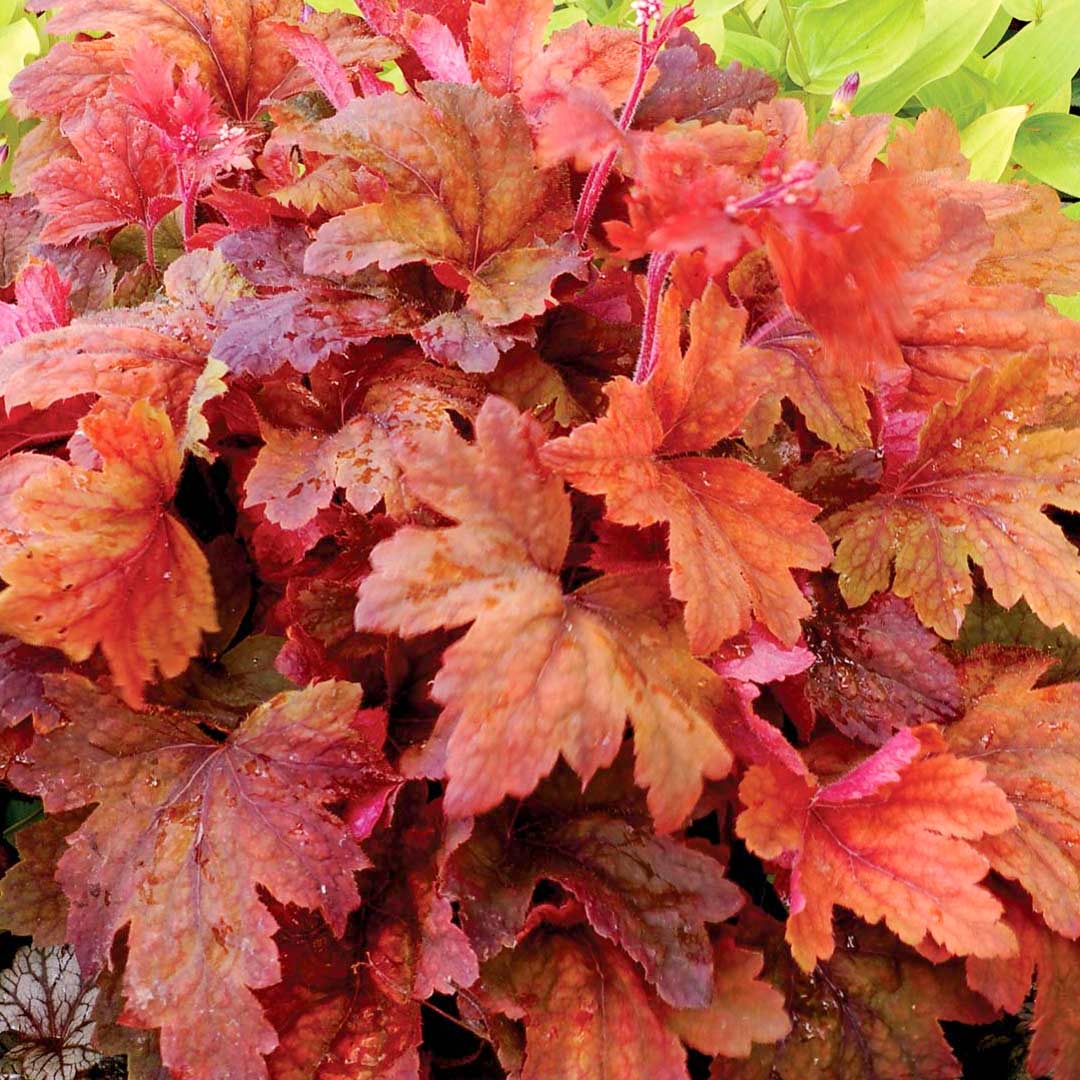 x Heucherella 'Sweet Tea'