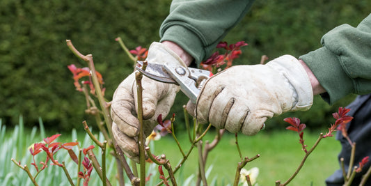 Pruning roses at Barnsdale Gardens with Spear & Jackson secateurs